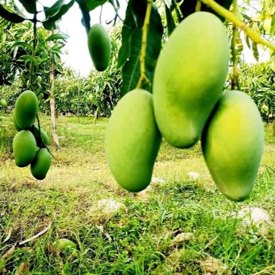 আম্রপালি / Amrapali