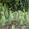 ব্যানানা ম্যাঙ্গো / Banana Mango