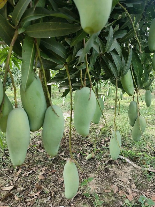ব্যানানা ম্যাঙ্গো / Banana Mango