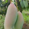 ব্যানানা ম্যাঙ্গো / Banana Mango
