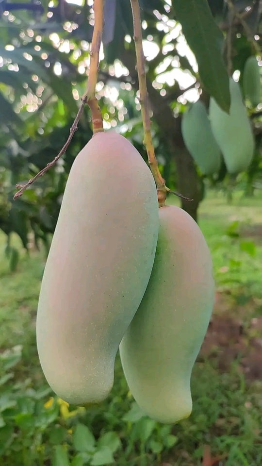 ব্যানানা ম্যাঙ্গো / Banana Mango