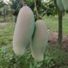 ব্যানানা ম্যাঙ্গো / Banana Mango