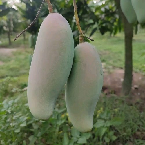 ব্যানানা ম্যাঙ্গো / Banana Mango