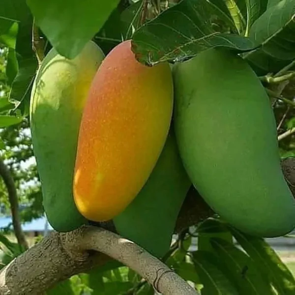 ফজলি আম / Fazli Mango
