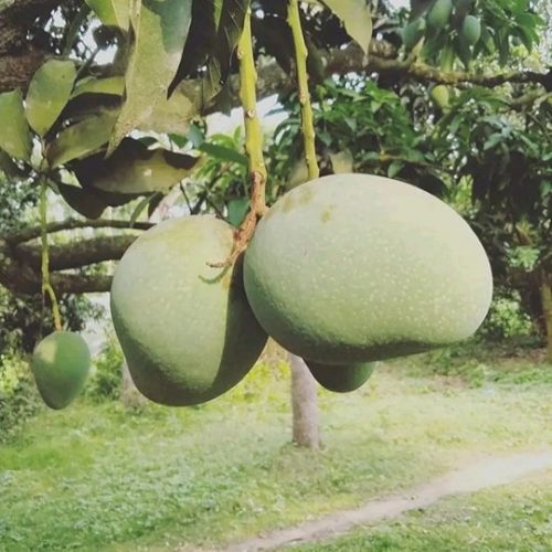 গোপালভোগ আম / Gopalbhog Mango