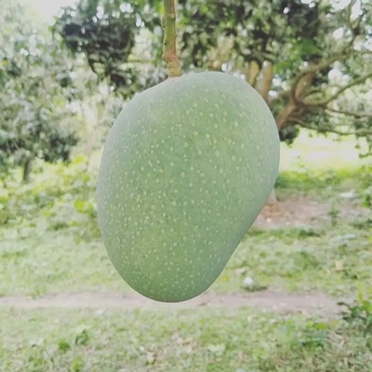 গোপালভোগ আম / Gopalbhog Mango