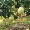 গৌড়মতি / Gaurmati