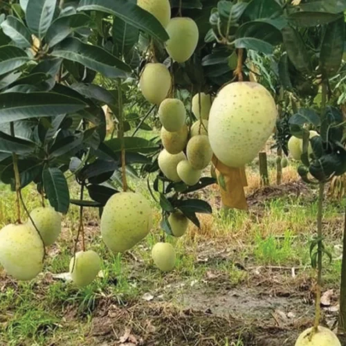 গৌড়মতি / Gaurmati
