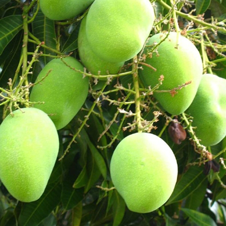 গুটি আম / Guti Mango