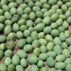 হিমসাগর / Himsagar