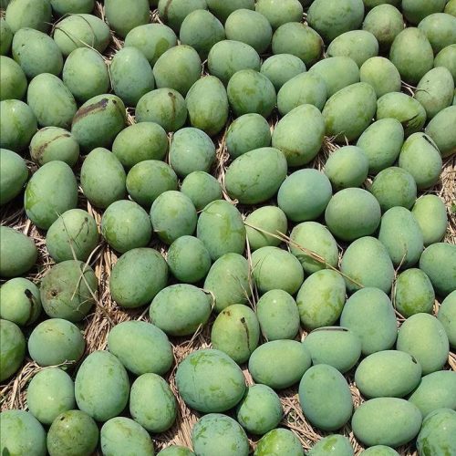 হিমসাগর / Himsagar