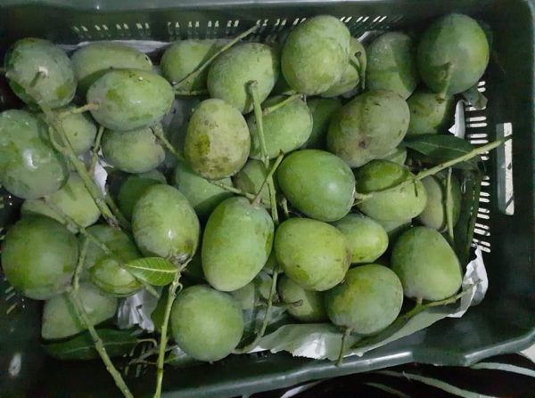 হিমসাগর / Himsagar