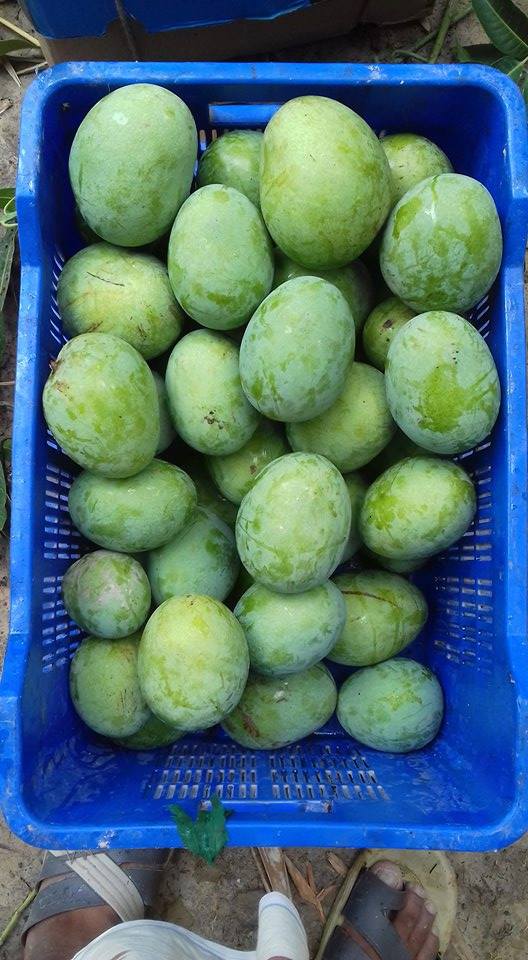 হিমসাগর / Himsagar