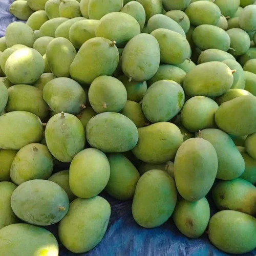 ল্যাংড়া আম / Langra Mango