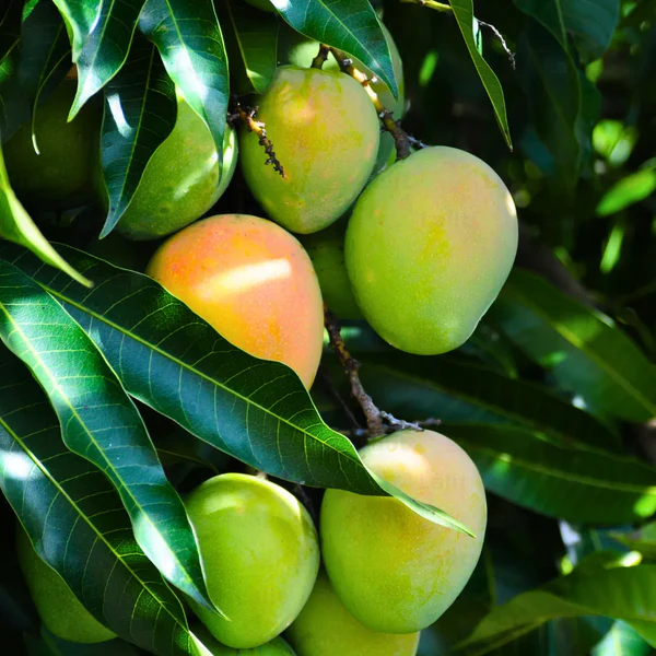 বারি আম-৪ / BARI Aam-4