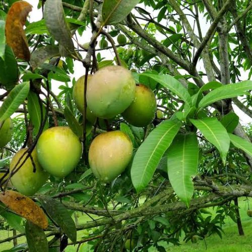 হাঁড়িভাঙা আম / Hadribhanga Mango