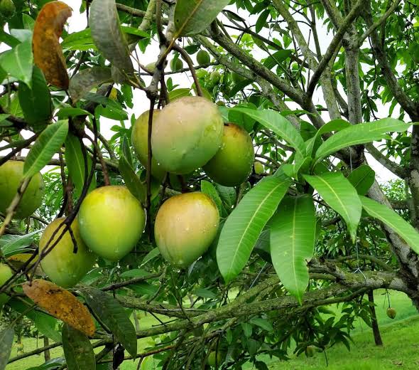 হাঁড়িভাঙা আম / Hadribhanga Mango