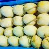 গৌড়মতি / Gaurmati