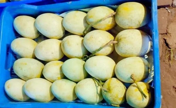 গৌড়মতি / Gaurmati